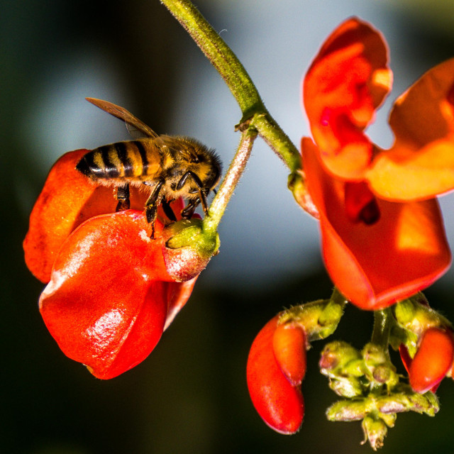 "Bee on a bean flower" stock image