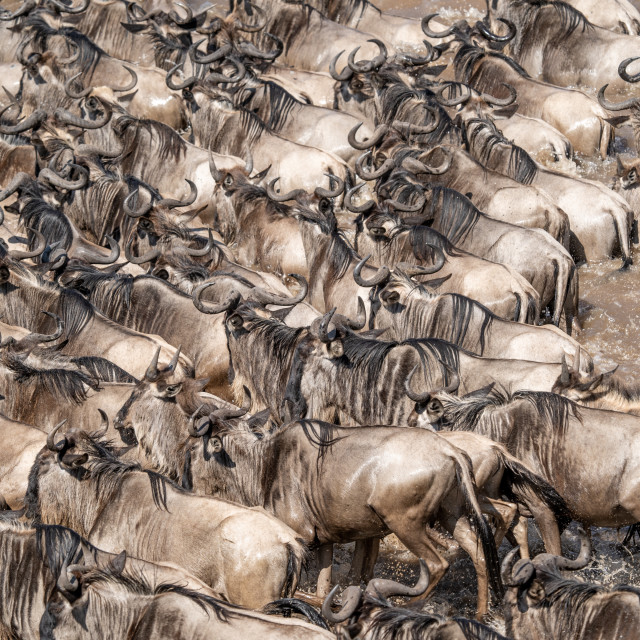 "Trying to survive the Mara in Kenya" stock image