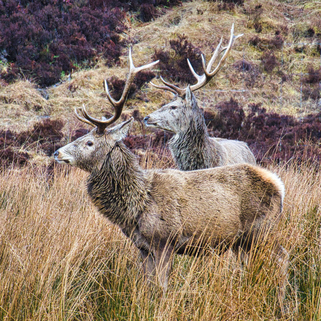 "Monarchs of the Glen" stock image