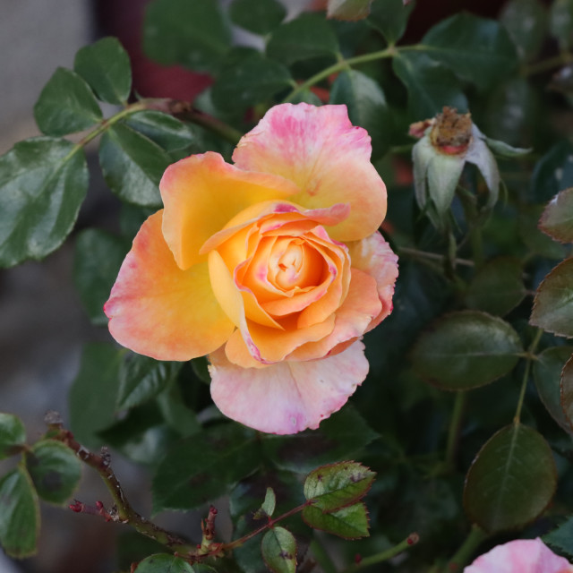 "orange pink rose in bloom" by Nature2Cool Photography - $12.20 "orange pink rose in bloom" stock image