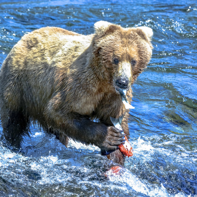 "Brown Bear Lunch time" stock image