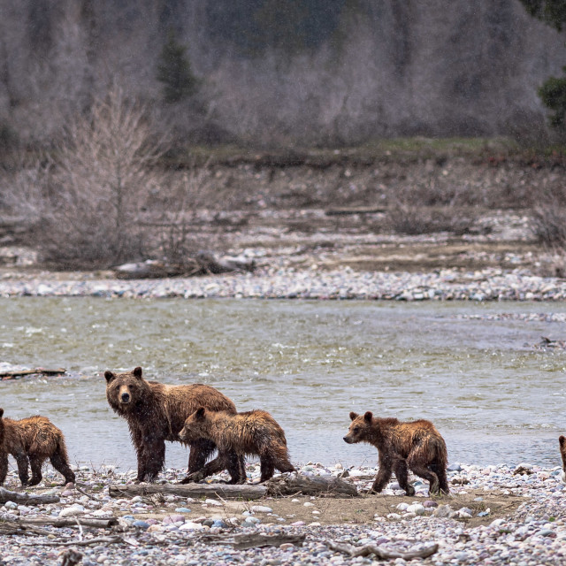 "Famous grizzly bear 399 with her four cubs" stock image