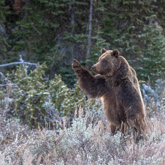 "Grizzly wave" stock image