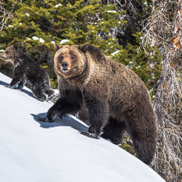 "Grizzly bears on the Ridge" stock image