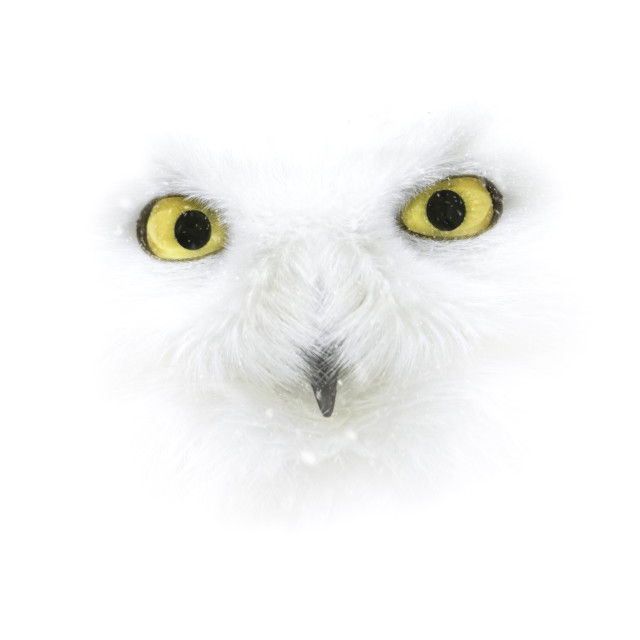 "Snowy Owl" stock image