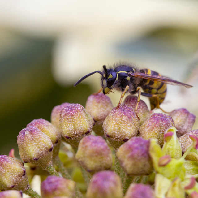 "Common Wasp (Vespula Vulgaris)" by Bobb Strongman - £20.00 "Common Wasp (Vespula Vulgaris)" stock image