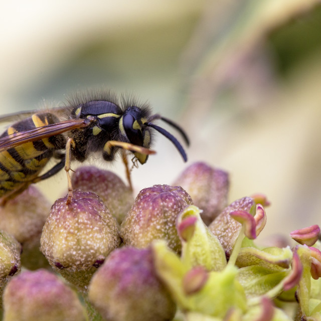 "Common Wasp (Vespula Vulgaris)" by Bobb Strongman - £20.00 "Common Wasp (Vespula Vulgaris)" stock image