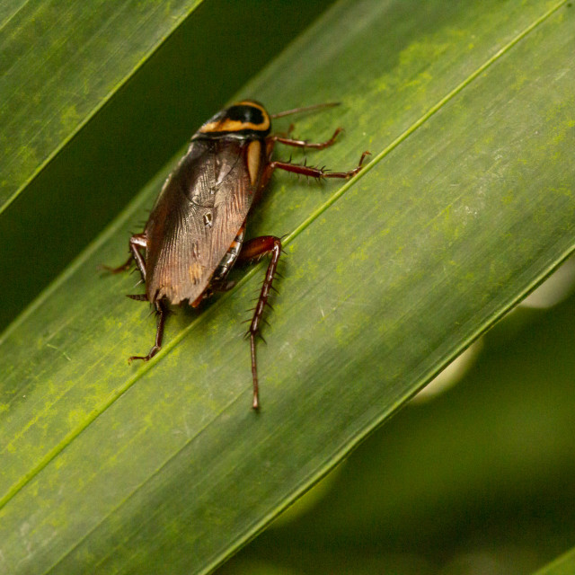 "Australian Cockroach (Periplaneta Australasiae)" by Bobb Strongman - £20.00 "Australian Cockroach (Periplaneta Australasiae)" stock image