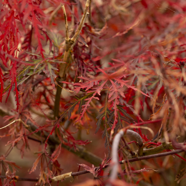 "Japanese Maple (Acer Palmatum)" by Bobb Strongman - £20.00 "Japanese Maple (Acer Palmatum)" stock image