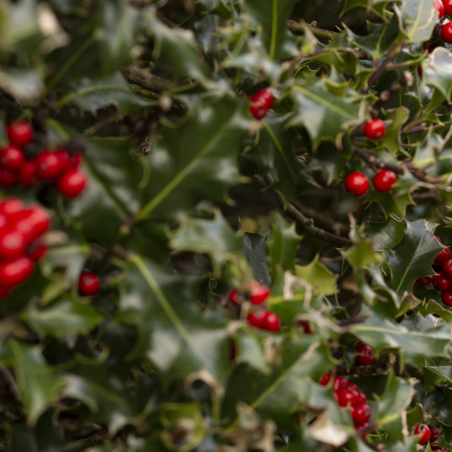 "Holly" by Bobb Strongman - £20.00 "Holly" stock image