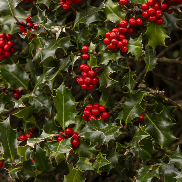 "Holly" by Bobb Strongman - £20.00 "Holly" stock image