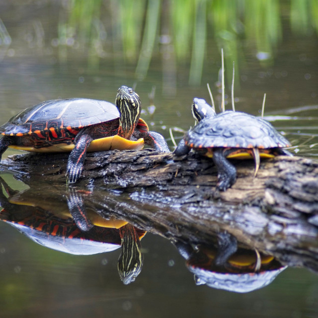 "Painted Turtle Meeting" stock image