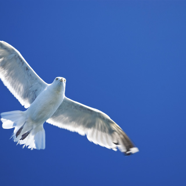 "Soaring Gull" stock image