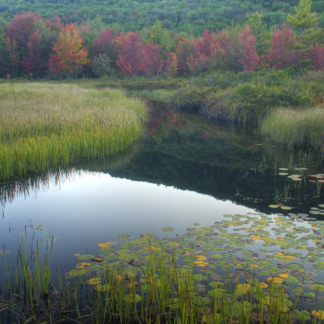 "Autumn Bog" stock image