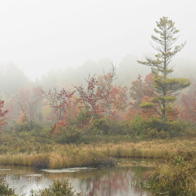 "Maples in the Fog" stock image