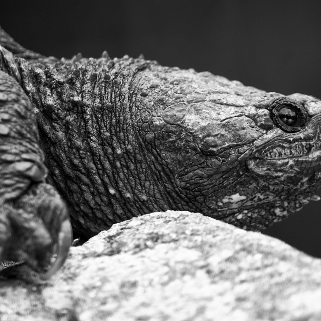"Dinosaur" by MHoffmanPhoto - $18.84 "Dinosaur" stock image