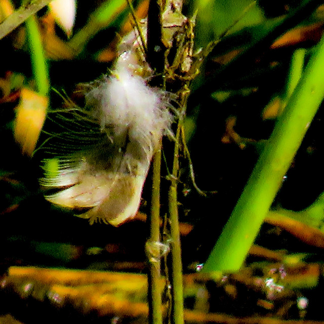 "The Feather I" stock image