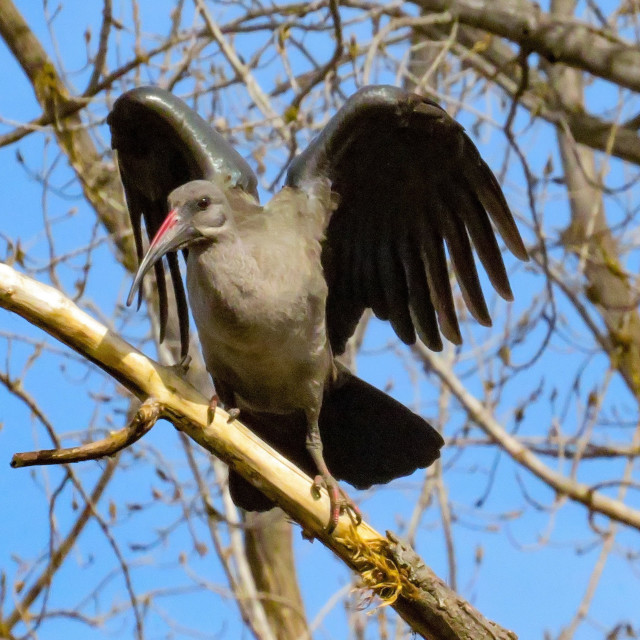 "The Ibis I" stock image