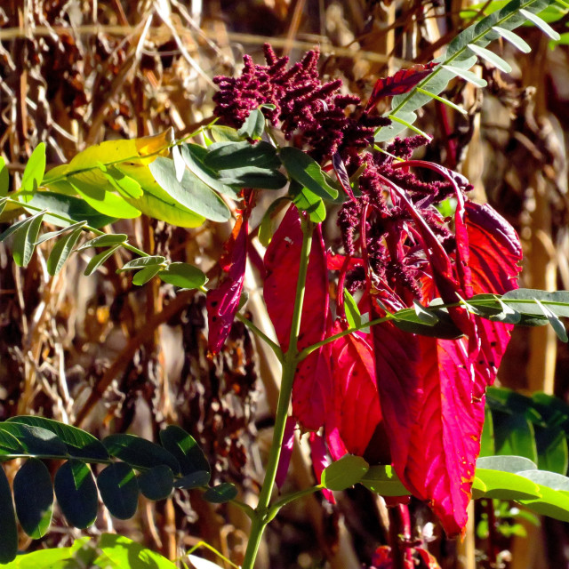 "Colourful Weeds" stock image