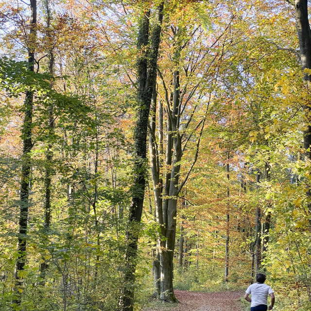 "Autumn Forest in Teutoburger Wald in Bielefeld" stock image