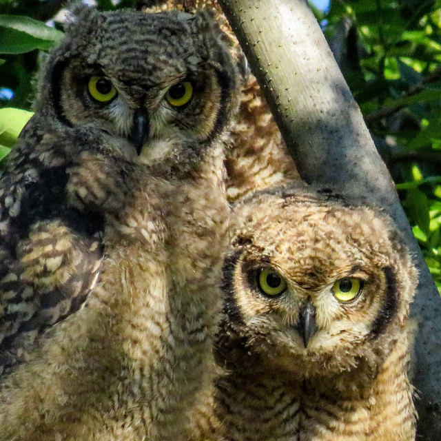 "Siblings" stock image