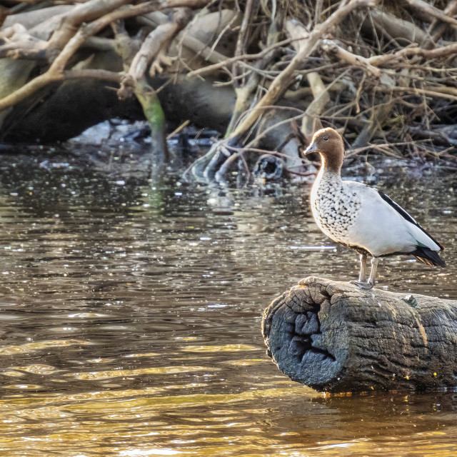 "Wood Duck Perching on a Log" stock image