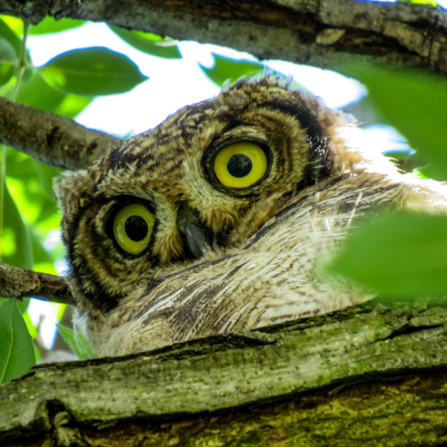 "Owl Eyes VI" stock image