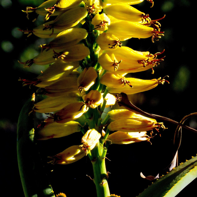 "Yellow Aloe Close-up" stock image