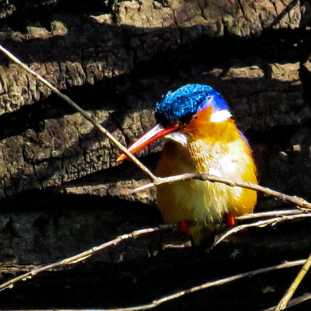 "Colourful Kingfisher" stock image