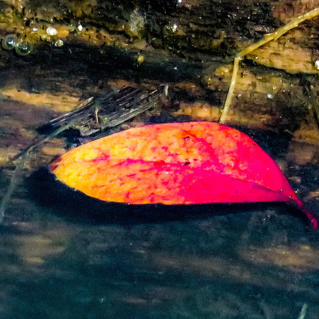 "Autumn Leaf" stock image