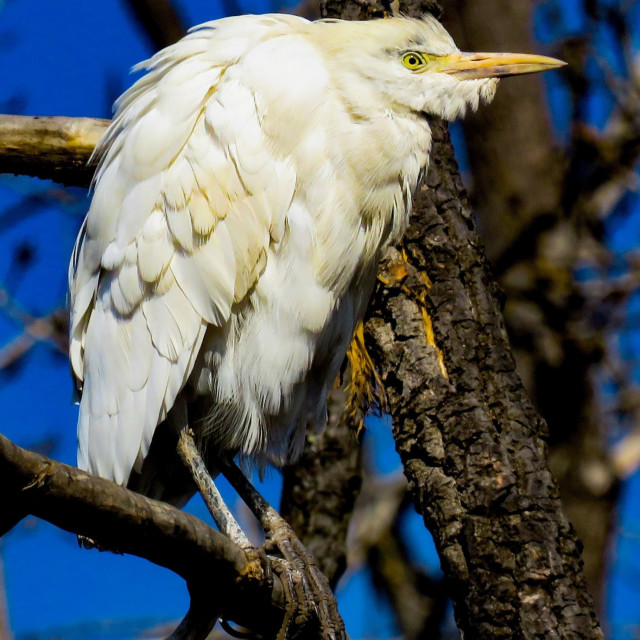 "Egret I" stock image