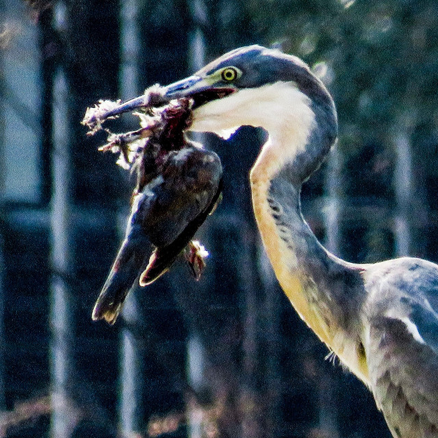 "Cannibalism II" stock image