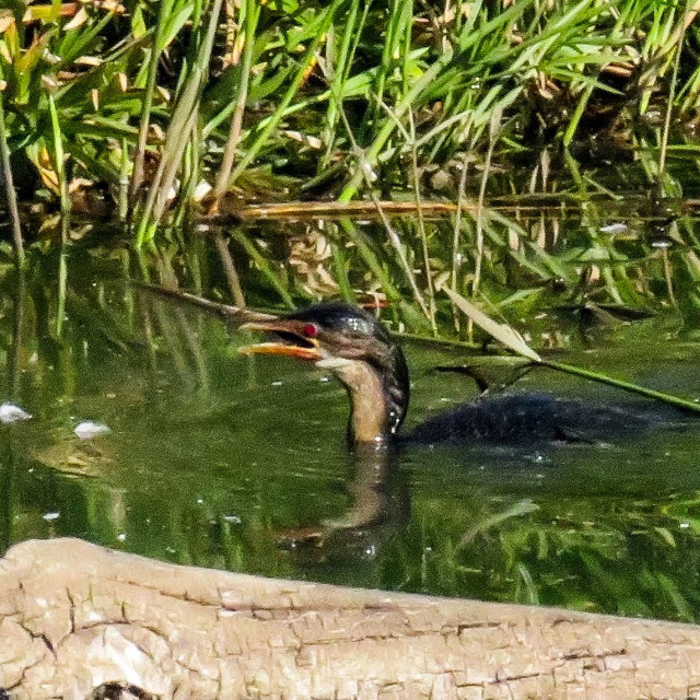 "Waterbird" stock image