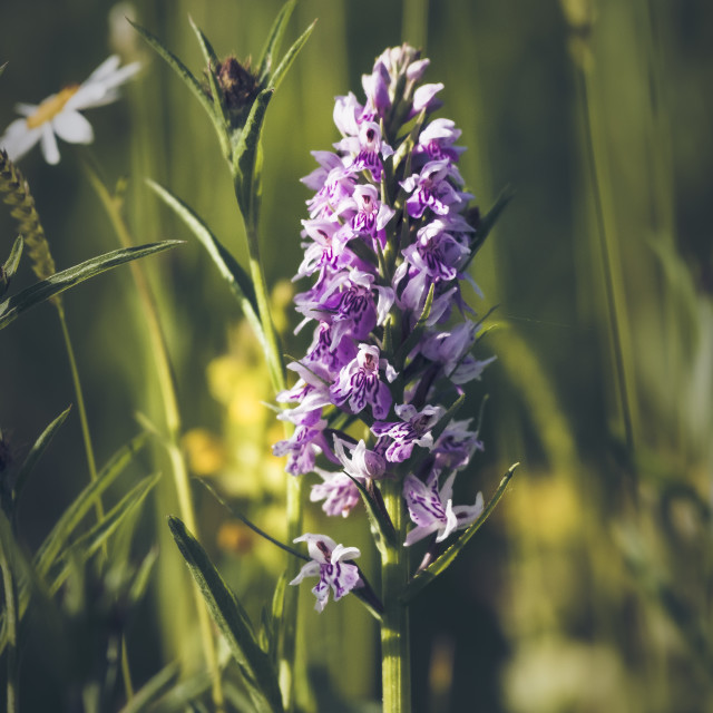 "Common Spotted Orchid_2" stock image