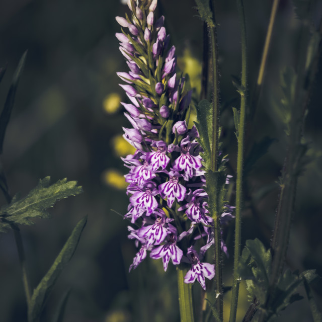 "Common Spotted Orchid_3" stock image