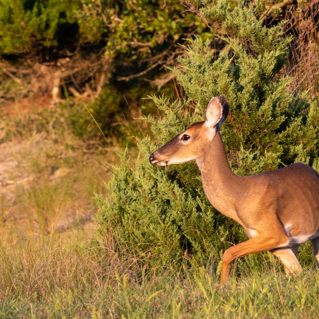 "White Tailed Deer" stock image