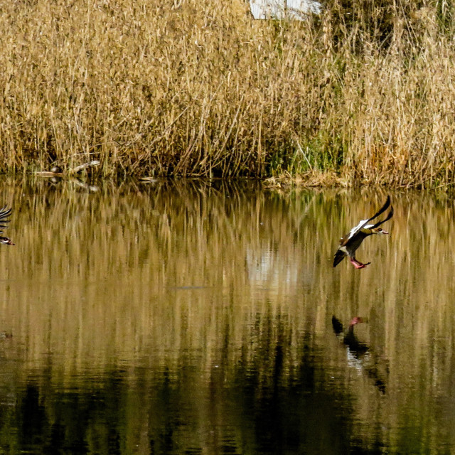 "Water Landing" stock image