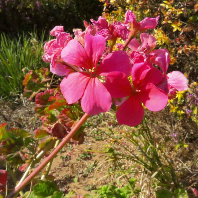 "Pretty and Pink" stock image