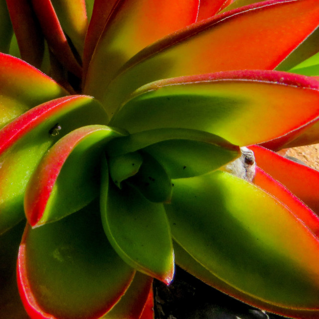 "Succulent Colours" stock image