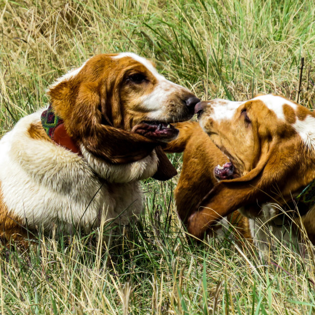 "Siblings" stock image