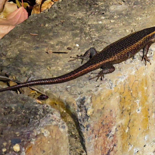 "City Skink" stock image