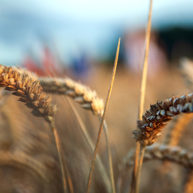 "WHEAT STALKS FULLY RIPE" by LYDIBERN.ART - £15.00 "WHEAT STALKS FULLY RIPE" stock image