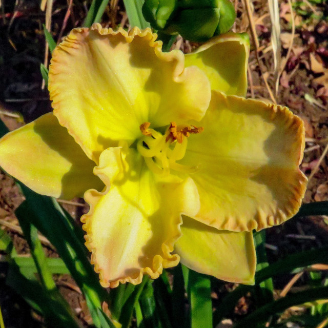 "Mellow Yellow" stock image