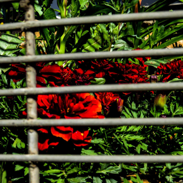 "Imprisoned Flowers" stock image