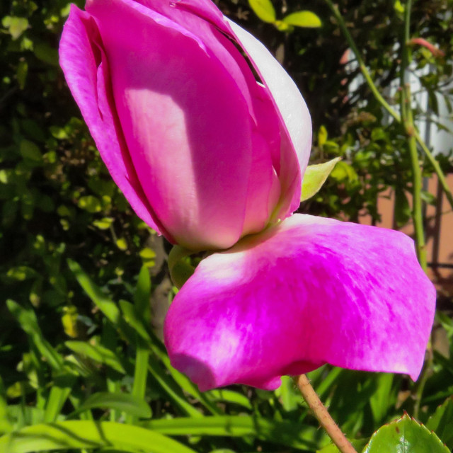 "Lonely Rose Bud" stock image