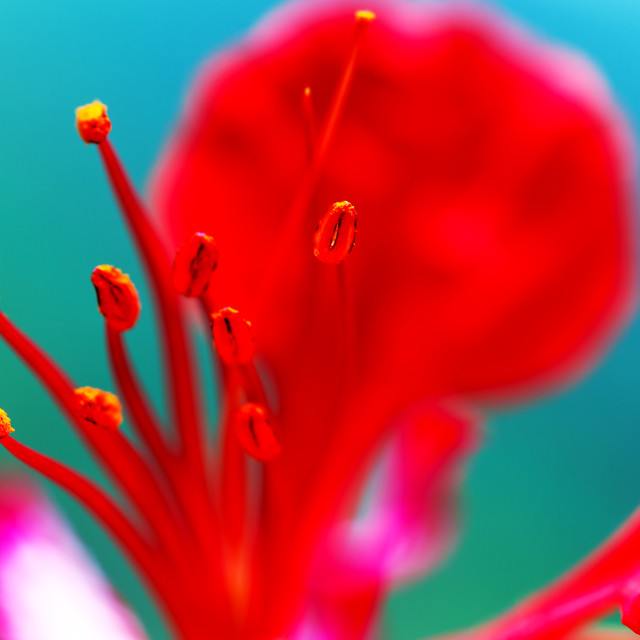 "FLAMBOYANT - CLOSE-UP" by LYDIBERN.ART - £15.00 "FLAMBOYANT - CLOSE-UP" stock image