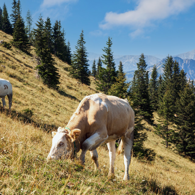 "COWS IN THE MOUNTAINS" by LYDIBERN.ART - £15.00 "COWS IN THE MOUNTAINS" stock image