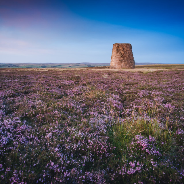 "Ruins of a lead smelting chimney among the blooming heather in the Allen Valleys, North Pennines, Northumberland" stock image