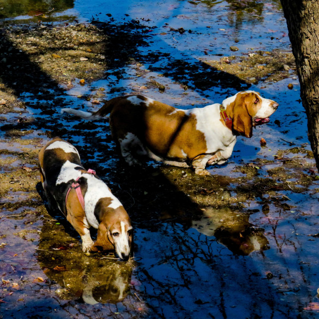 "Basset Beauty" stock image