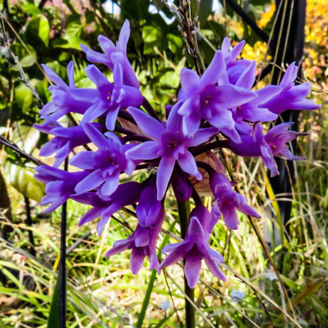 "Purple Stars" stock image